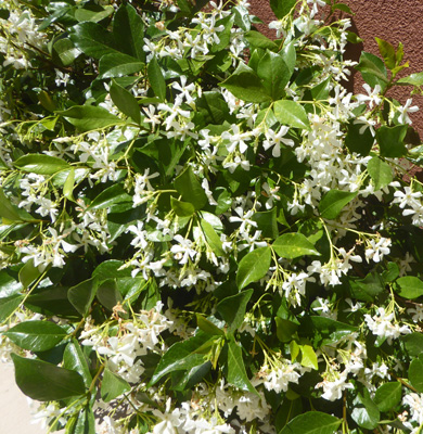 Star Jasmine