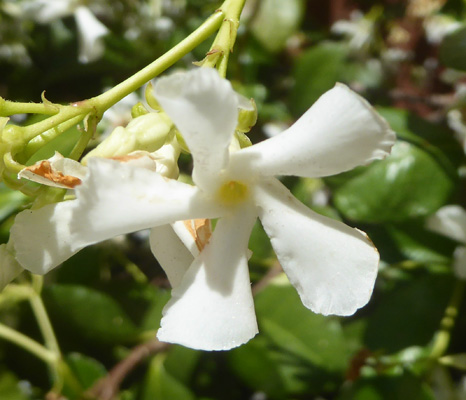 Star Jasmine