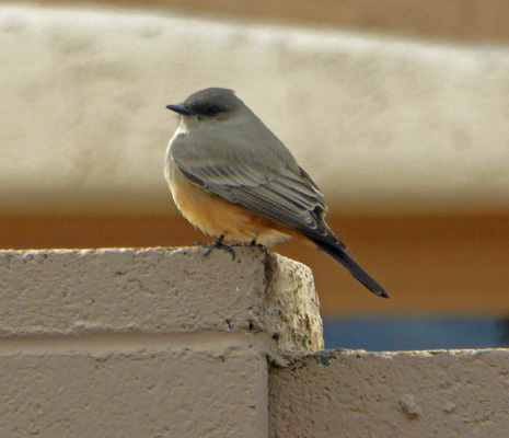 Say's Phoebe