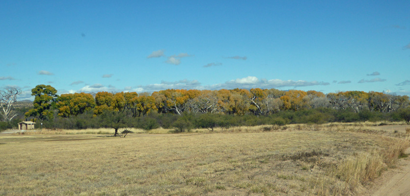 Empire Ranch Cottonwoods