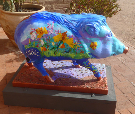 Tubac Javelina