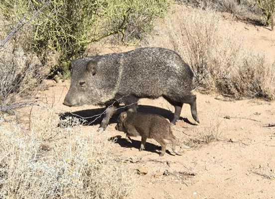 Javelinas