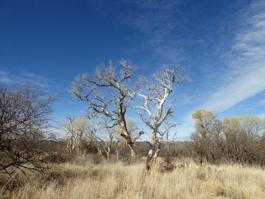 Fremont Sycamores