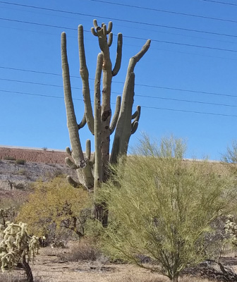 Large old saguaro