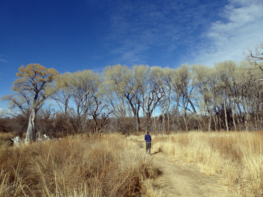 Fremont Sycamores