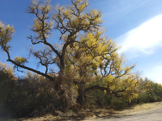 Cottonwoods Santa Crust River
