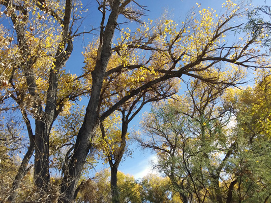 Cottonwoods