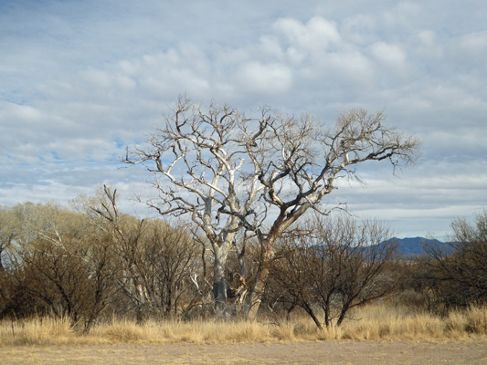 Fremont Sycamores