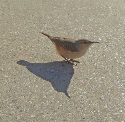House Wren