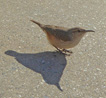 House Wren