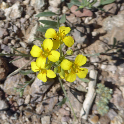 Gordon's Bladderpod (Physaria gordonii)