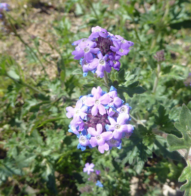 Southwest False Vervain (Glandularia gooddingii)