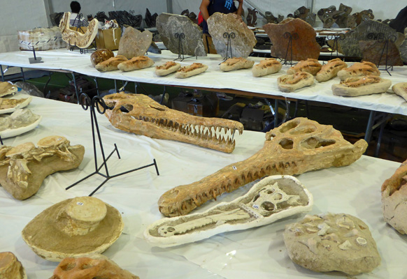 Fossils at Tucson Gem Show