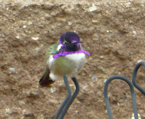 Costa's Hummingbird