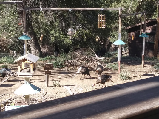 Madera Canyon wild turkeys