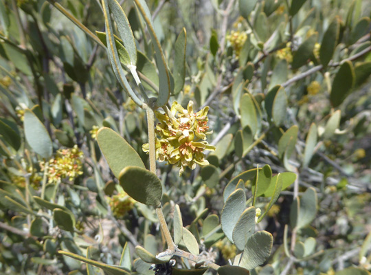 Jojoba (Simmondsia chinensis)