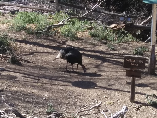 Wild turkey with beard