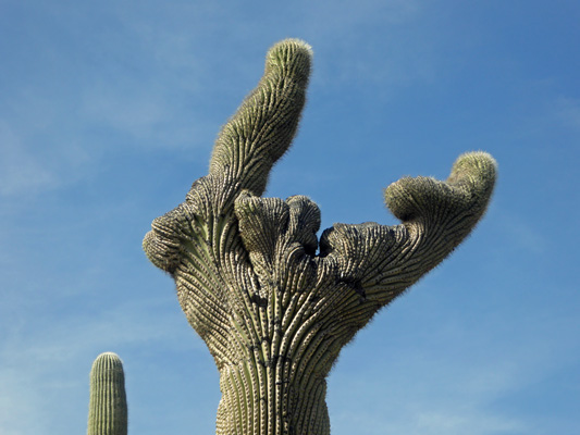 Saguaro cresta