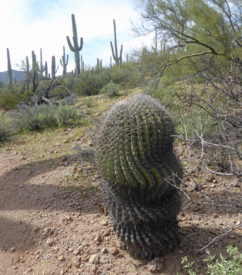 Unusual barrel cactus