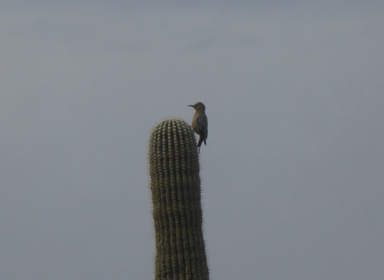 Gila Woodpecker