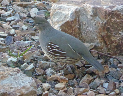 Gamble's Quail