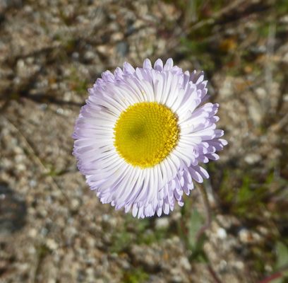 Lobed Fleabane (Erigeron lobatus)