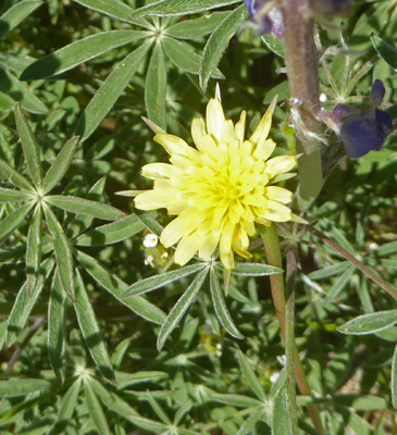 Silverpuffs (Uropappus lindleyi)