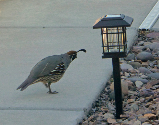 Gamble's Quail