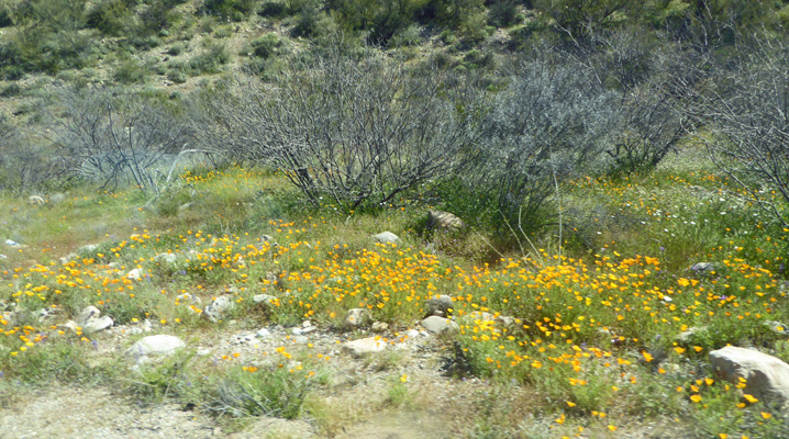 Roadside flowers