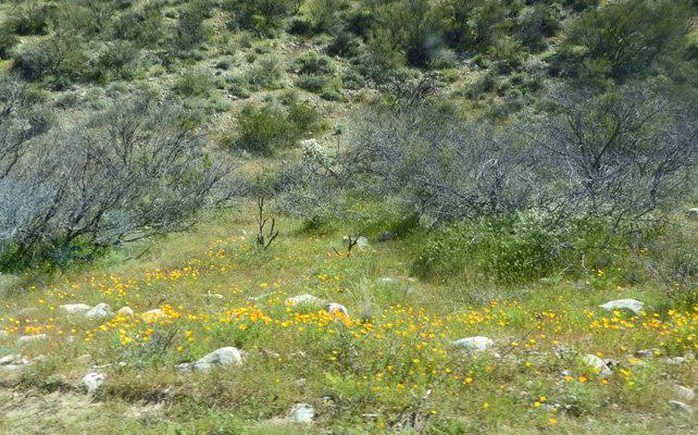 Roadside flowers