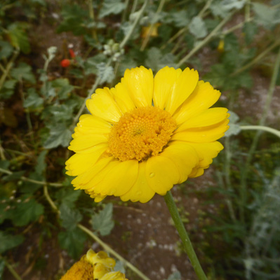 Desert Marigolds (Baileya multiradiata)