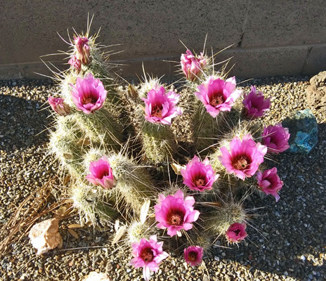 Hedgehog cactus