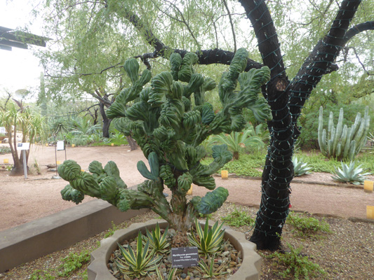  Crested Whortleberry Cactus