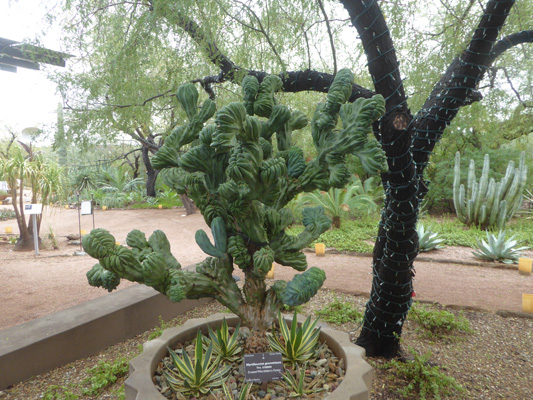 Crested Whortleberry Cactus
