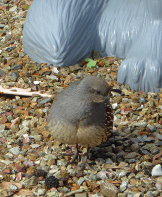 puffed up quail