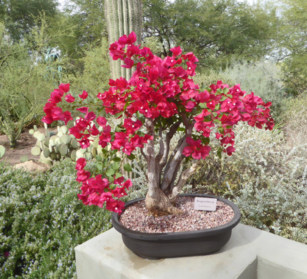 bonsai bougainvillea