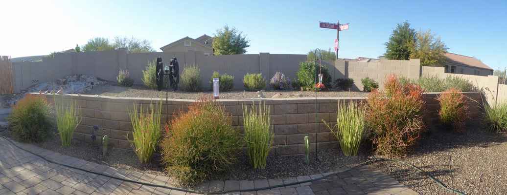 Backyard shrubs 2020