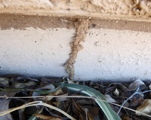 Termite tube