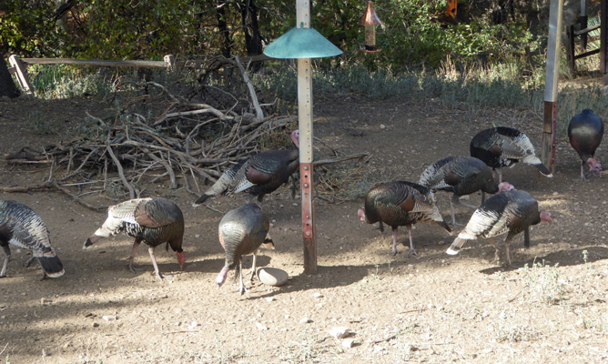 Wild turkeys