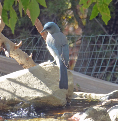 Mexican Jay