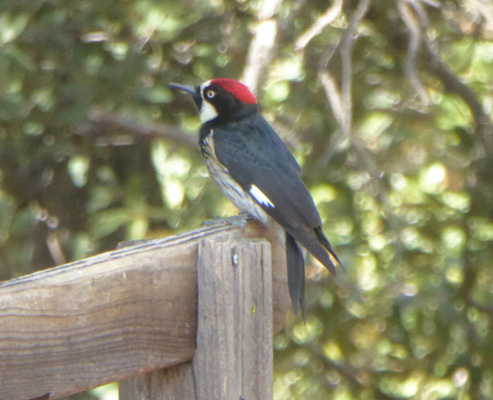 acorn woodpecker