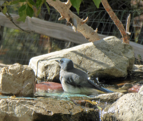 Mexican Jay