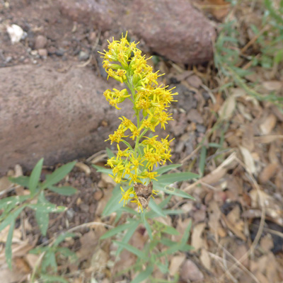 Velvety Goldenrod (Solidago velutina)