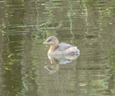 juvenile pied-billed grebe