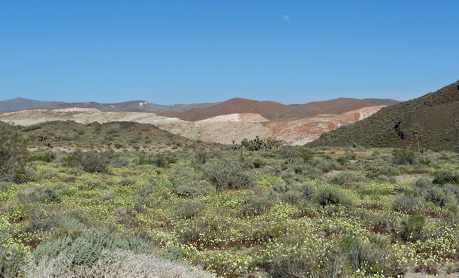 Desert Dandelions at Red Rock SP CA