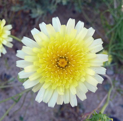 Desert Dandelion (Malacothrix glabrata)