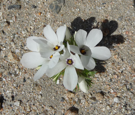 sandblossoms (Linanthus parryae)