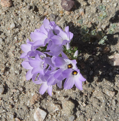 sandblossoms (Linanthus parryae)