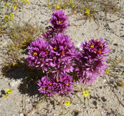 Mojave Owl's Clover (Castilleja exserta venusta)