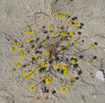 Tiny daisies